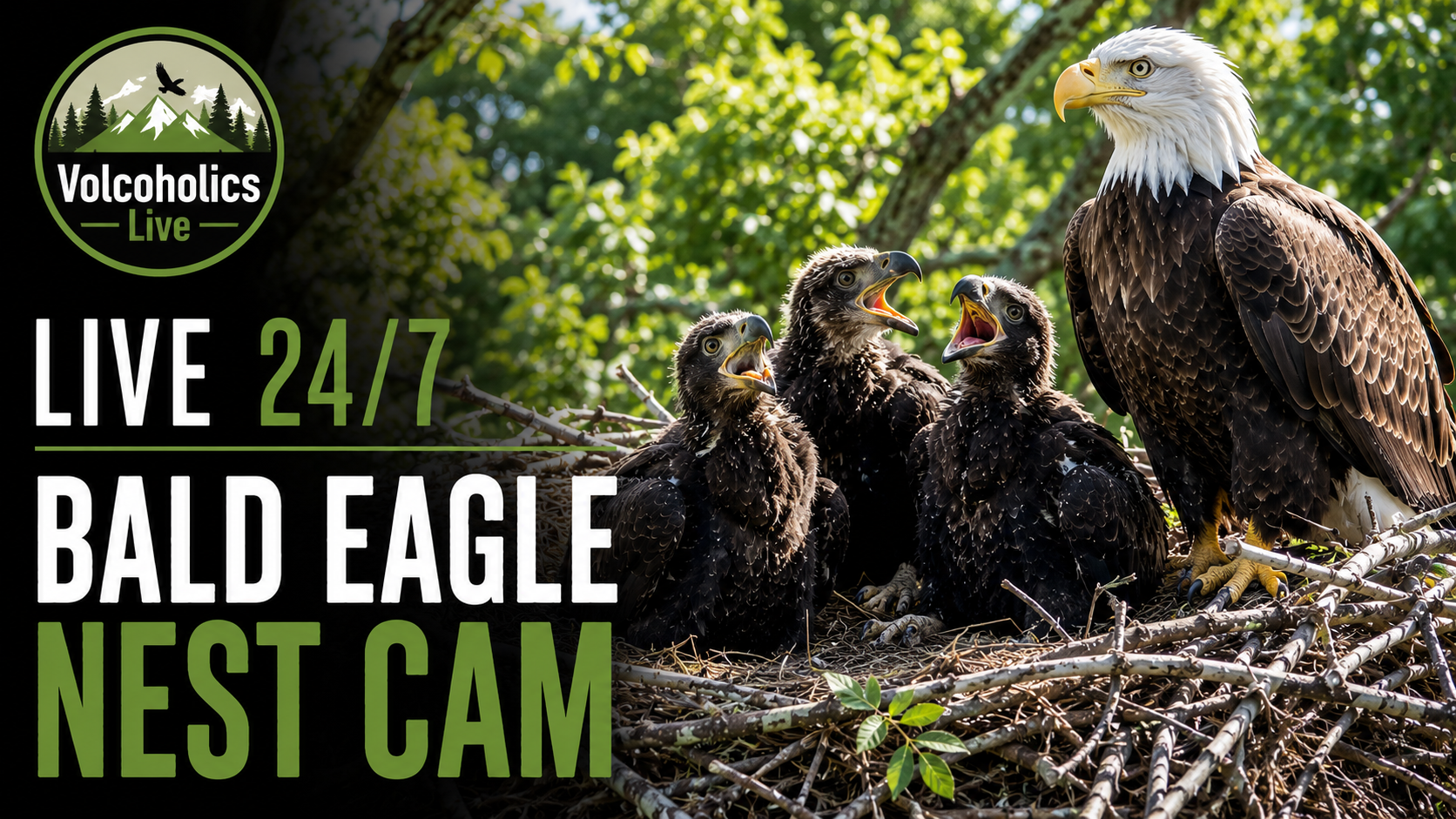 Bald Eagle Nest Cam